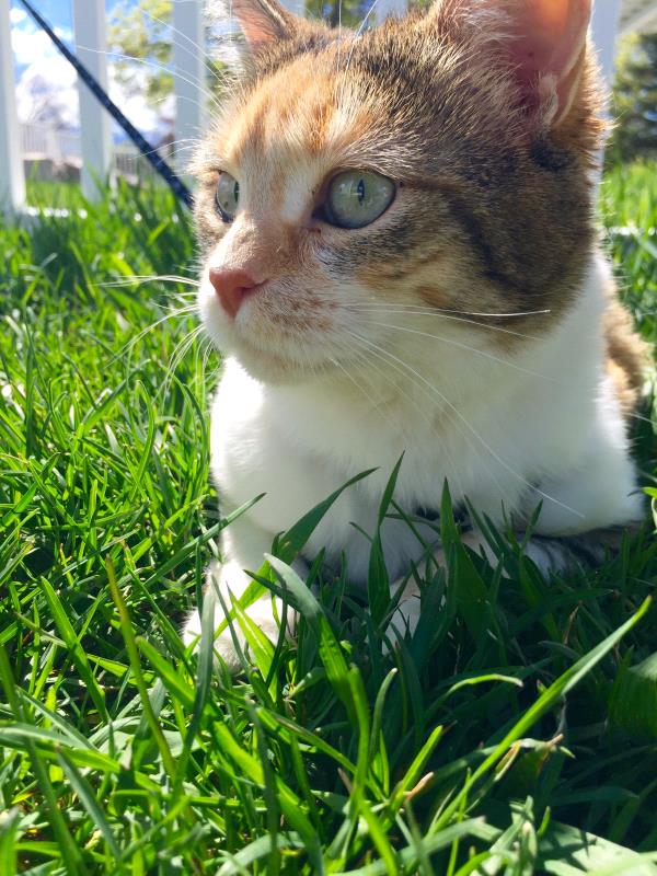 /Images/uploads/Humane Society of Utah/HSUCalendar/entries/1106thumb.jpg
